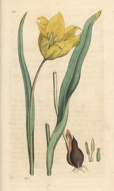 Wild tulip, Tulipa sylvestris (tulipán silvestre) Grabado en cobre coloreado a mano según una ilustración de James Sowerby de James Smith