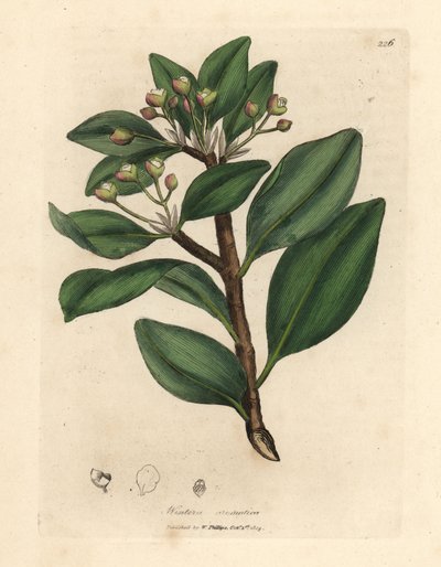 Árbol de corteza de invierno, Wintera aromatica, Drimys winteri de James Sowerby