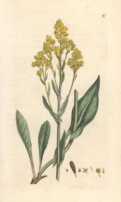 Woad, Isatis tinctoria (Pastel des dyers ou guede) Grabado en cobre coloreado a mano según una ilustración de James Sowerby de James Smith