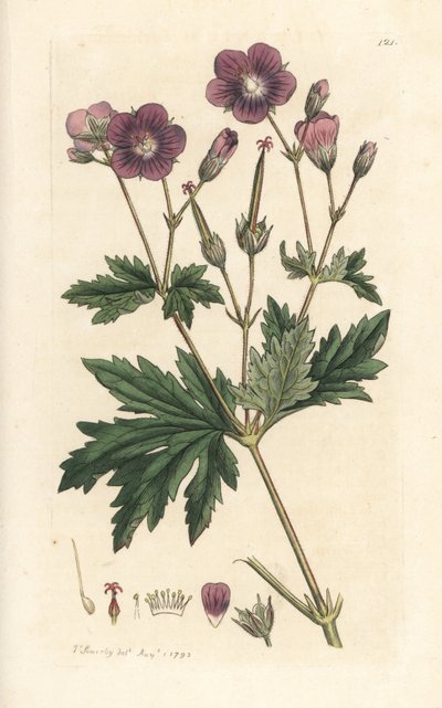 Geranio de los bosques, Geranium sylvatium (geranio de los bosques) Grabado en cobre coloreado a mano según una ilustración de James Sowerby de Botánica inglesa de James Smith, Londres. de James Sowerby