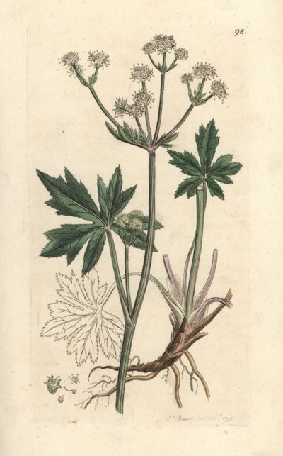Sanícula de madera, Sanicula europaea. Grabado en cobre coloreado a mano según una ilustración de James Sowerby de James Smith