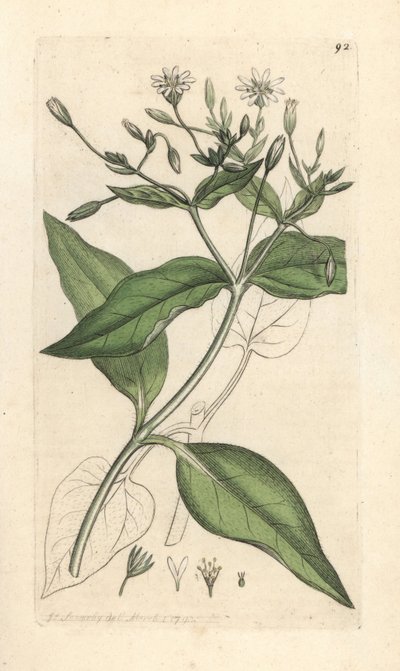 Stellaria nemorum Grabado en cobre coloreado a mano según una ilustración de James Sowerby de James Smith