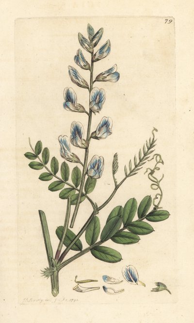 Vicia silvática (vesce des bois) Grabado en cobre coloreado a mano según una ilustración de James Sowerby de James Smith