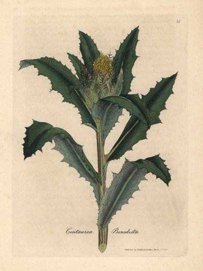 Cardo bendito de flor amarilla, Centaurea benedicta de James Sowerby