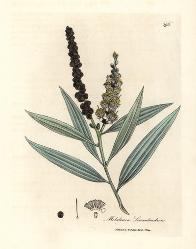 Cajeput de flor amarilla, Melaleuca leucadendron de James Sowerby