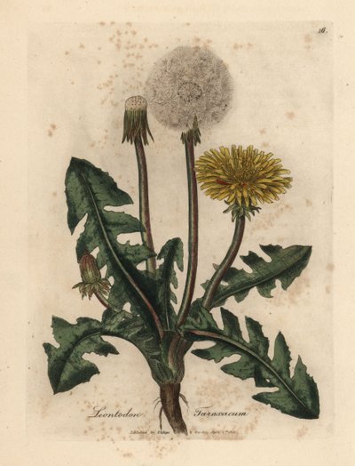 Diente de león de flor amarilla, Leontodon taraxacum de James Sowerby