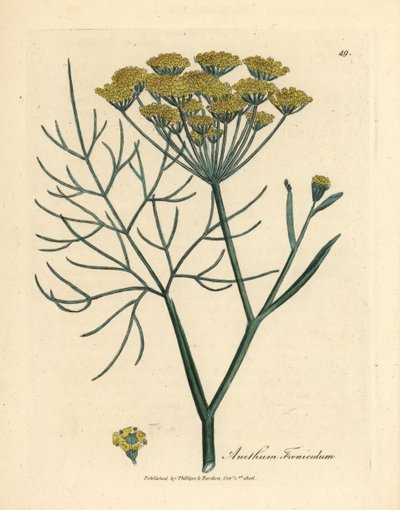 Hinojo de flor amarilla, Anethum foeniculum de James Sowerby