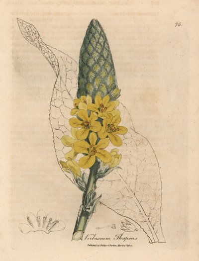 Gordolobo de flor amarilla, Verbascum thapsus de James Sowerby