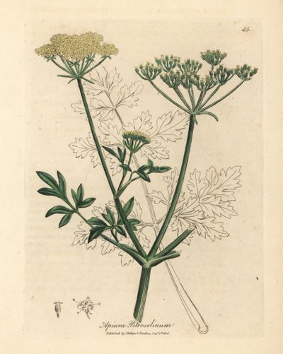 Perejil de flor amarilla, Apium petroselinum de James Sowerby
