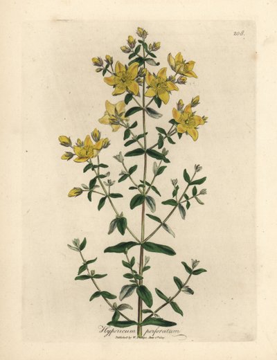 Hierba de San Juan perforada de flor amarilla, Hypericum perforatum de James Sowerby