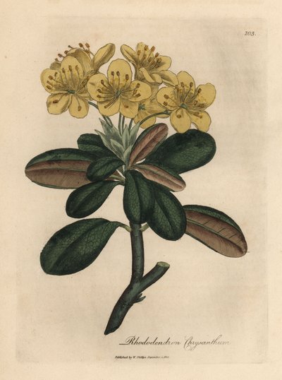Rododendro de flor amarilla, Rhododendron chrysanthemum de James Sowerby