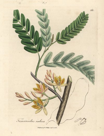 Tamarindo de flor amarilla, Tamarindus indica de James Sowerby