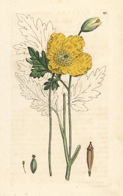 Amapola amarilla o galesa, Papaver cambricum (amapola amarilla). Grabado en cobre coloreado a mano según una ilustración de James Sowerby de James Smith
