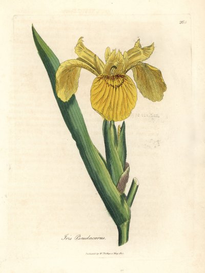 Bandera de agua amarilla, Iris pseudocorus de James Sowerby