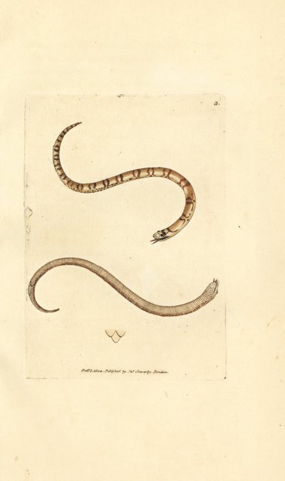 Serpiente lisa joven, Coronella austriaca (serpiente de Dumfriesshire, Coluber dumfrisiensis). Grabado en cobre coloreado a mano por James Sowerby de The British Miscellany, or Coloured figures of new, rare, or little known animal subjects. de James Sowerby