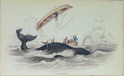 Ballena de Groenlandia, ilustración de libro grabada por William Home Lizars (1788-1859) de James Stewart