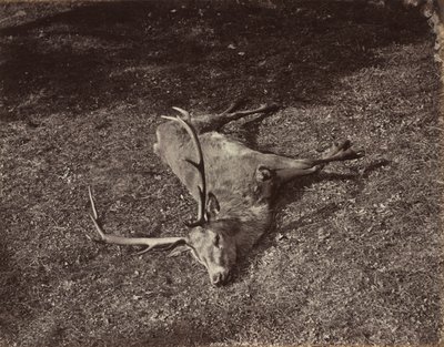 El ciervo real, c. 1870 de James Valentine