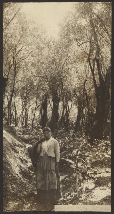 Misa - Olivar de James W. Holcombe
