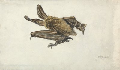 Un murciélago de James Ward