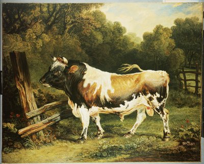Un toro de la raza Alderney de James Ward