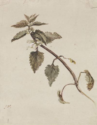 Una rama foliada de James Ward