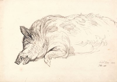 Un jabalí, dormido o muerto, 1814 de James Ward