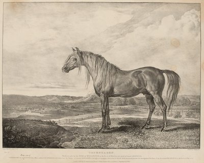 Copenhague El caballo montado por el Duque de Wellington en la Batalla de Waterloo, fue criado por el General Grosvenor, c.1824 de James Ward