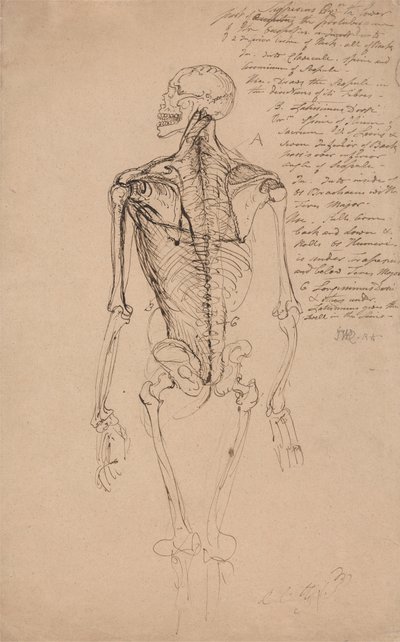 Dibujo del esqueleto de un hombre de James Ward