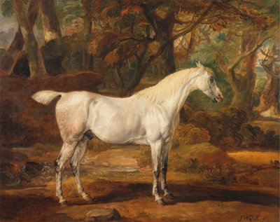 Semental árabe gris, propiedad de Sir Watkin Williams-Wynn de James Ward