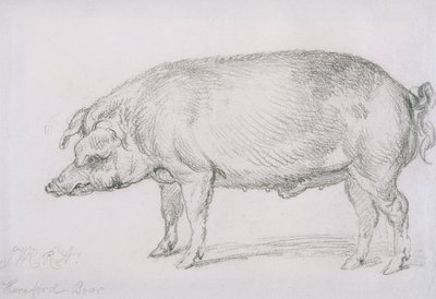 Jabalí de Hereford, c.1803-04 de James Ward