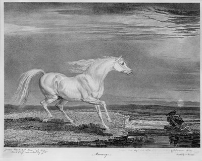 ‘Marengo’, el caballo favorito de Napoleón I, c.1815 de James Ward