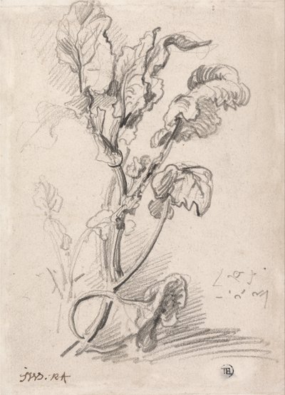 Estudio de plantas de James Ward