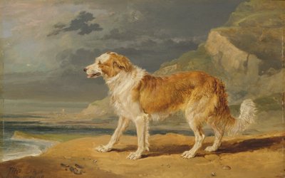 Collie de pelo duro de James Ward