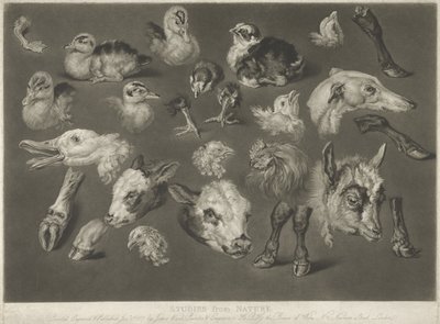 Estudios de la naturaleza, 1807 de James Ward