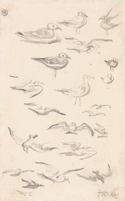 Estudios sobre gaviotas de James Ward
