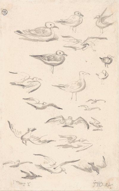 Estudios sobre gaviotas de James Ward