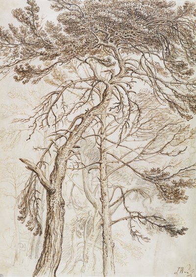 Estudio de árboles de James Ward