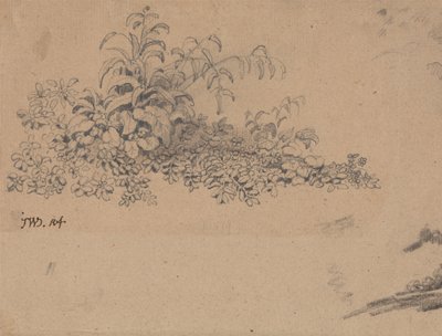 Estudio del sotobosque de James Ward