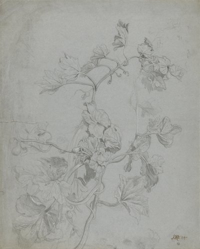 Estudio de una planta trepadora (familia de la calabaza) de James Ward