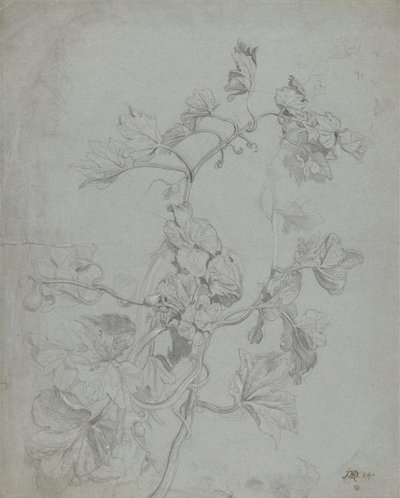 Estudio de una planta trepadora (familia de las calabazas) de James Ward
