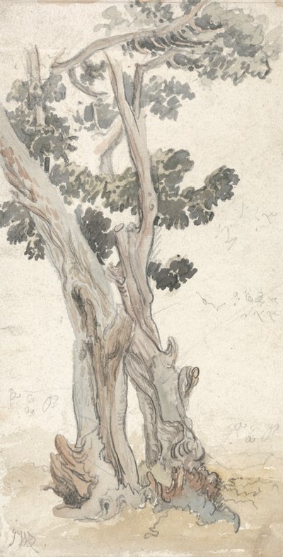 Estudio de un árbol de James Ward