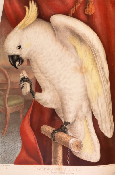 Gran cacatúa de cresta amarilla de James Whitley Sayer