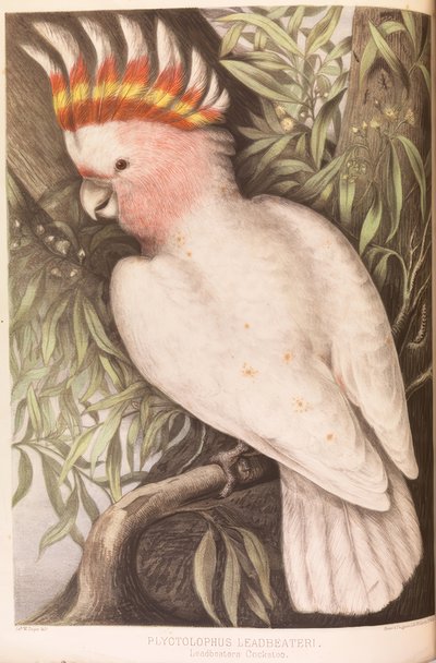 Cacatúa Inca, Plyctolophus leadbeateri de James Whitley Sayer