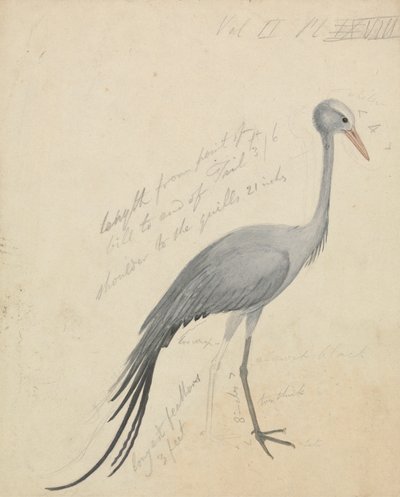 Una grúa de James de Carle Sowerby