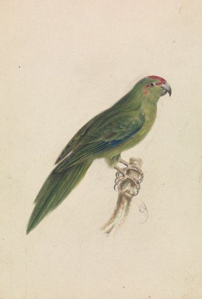 El loro de James de Carle Sowerby
