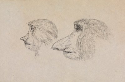 Cabezas de dos monos probóscide de James de Carle Sowerby