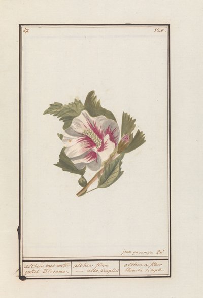 Hibisco (Hibiscus syriacus)
Althea met witte enkel Blomme. / althea flore - albo simplici. / althea a fleur blanche simple (título en el objeto) de Jan Anton Garemyn