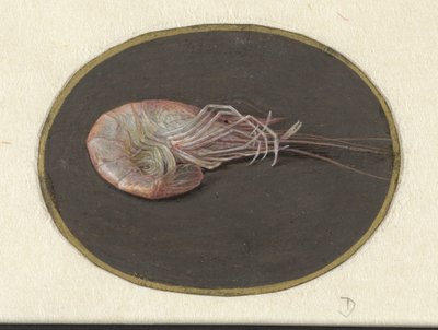 Camarones
Animales (título de la serie) de Jan Augustin van der Goes