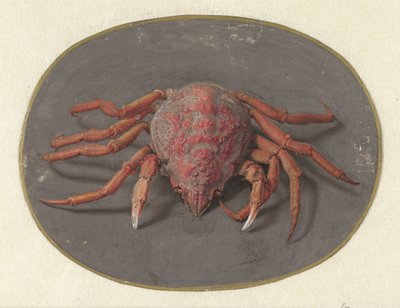 Krab
Dieren (título de la serie) de Jan Augustin van der Goes
