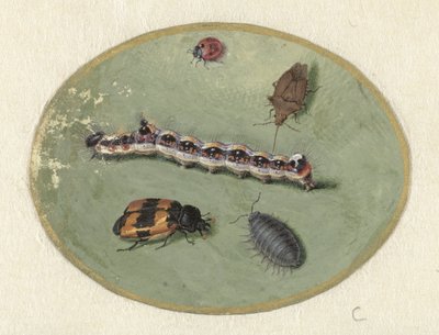 Mariquita, oruga, cochinilla y dos escarabajos
Animales (título de la serie) de Jan Augustin van der Goes